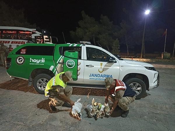 Ele geçirilen ceylan yavruları muhafaza altına alınarak tedavileri yapılmak üzere Jandarma HAYDİ ekipleri tarafından Doğa Koruma ve Milli Parklar Şube Müdürlüğü ekiplerine teslim edildi.