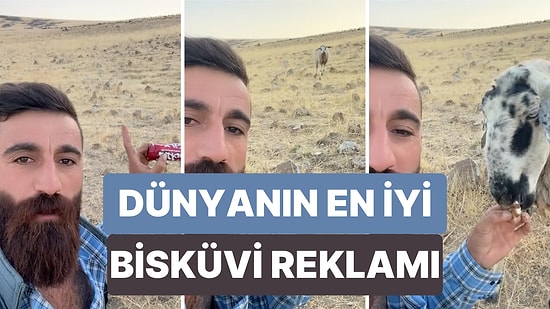 500 Metre Öteden Gördüğü Bisküviyi Yemek İçin Koşarak Gelen Fenomen Koyun Gülçin