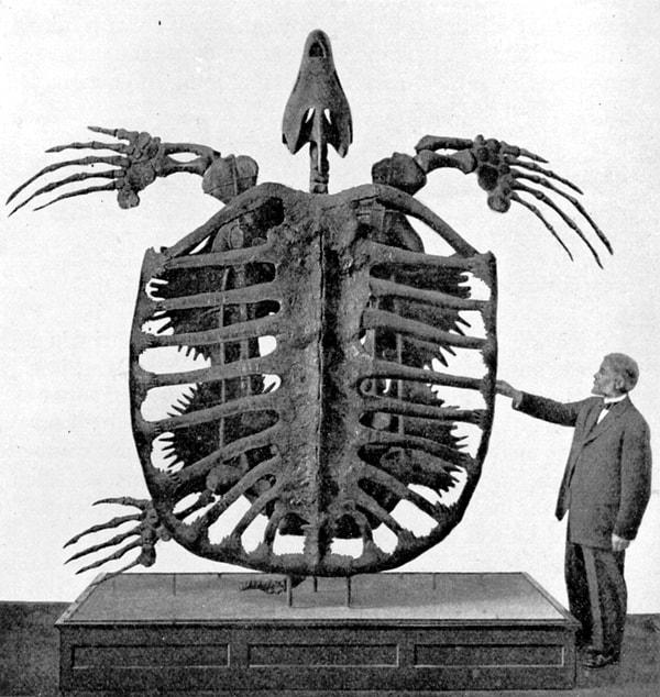 9. Nesli tükenen Archelon kaplumbağasının iskeleti. (Yale Müzesi, 1902)