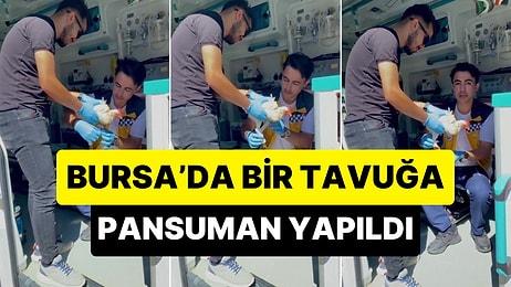 O Tavuğa Yapılan Muamele Asla Unutulmayacak! Bursa'da Bir Tavuğa Yapılan Pansuman Görüntüleri Viral Oldu
