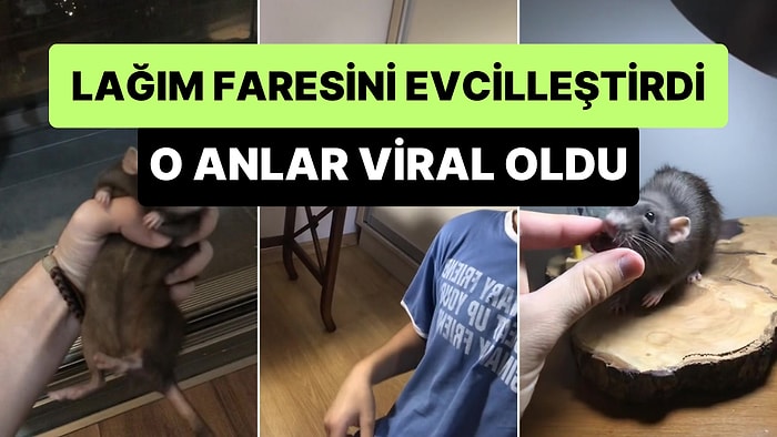 Dışarıda Bulduğu Lağım Faresini Alıp Evcilleştiren Gencin Viral Olan Paylaşımı