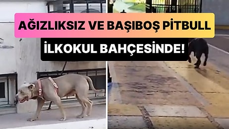 Ağızlıksız ve Başıboş Bir Şekilde İlköğretim Okulu Bahçesinde Dolanan Pitbull Korku Dolu Anlar Yaşattı