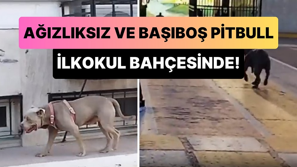 Ağızlıksız ve Başıboş Bir Şekilde İlköğretim Okulu Bahçesinde Dolanan Pitbull Korku Dolu Anlar Yaşattı