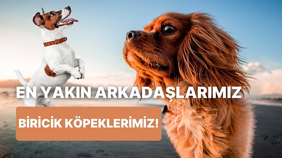 Dünyadaki Tek Gerçek ve Samimi Dostumuzun Köpeğimiz Olduğunu Anladığımız 10 An