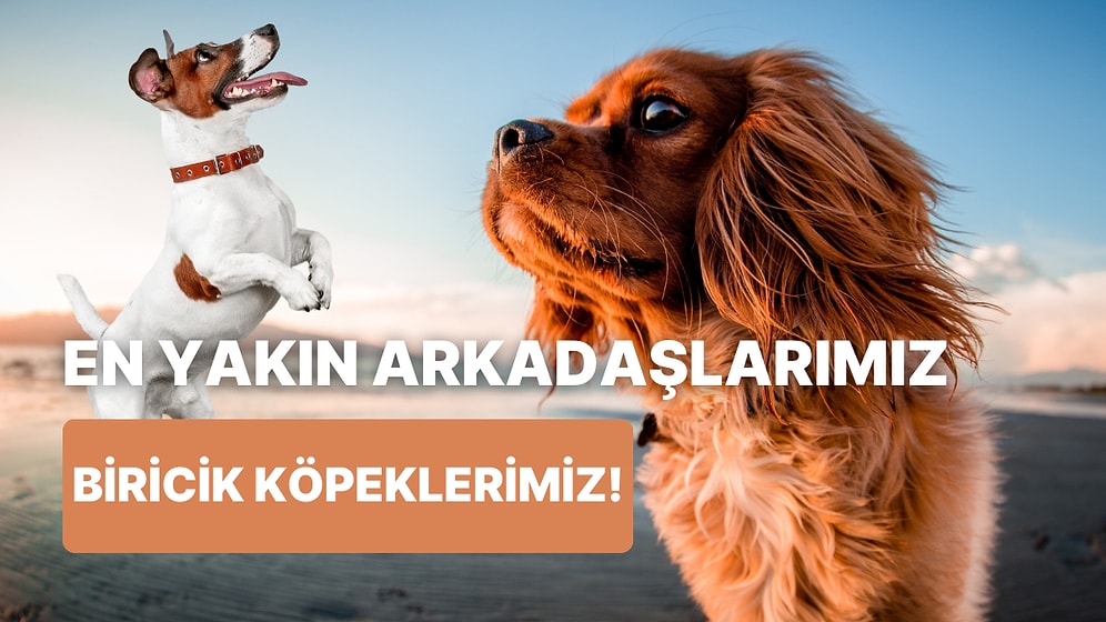 Dünyadaki Tek Gerçek ve Samimi Dostumuzun Köpeğimiz Olduğunu Anladığımız 10 An