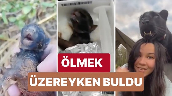 Ölmek Üzereyken Yolda Bulduğu Panteri Tedavi Ederek Evcil Hayvanı Gibi Büyüten Kadın