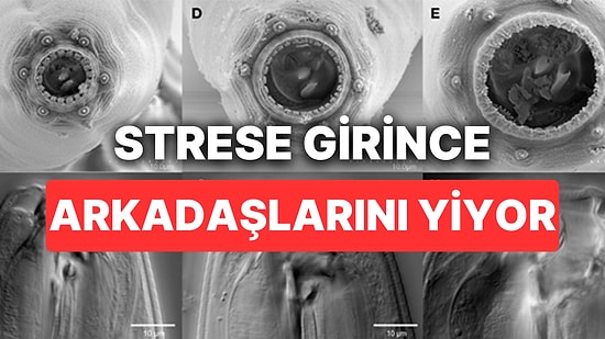 Bilim İnsanlarını Bile Şoke Eden O Canlı Strese Girdiğinde Kendi Arkadaşlarını Yiyor