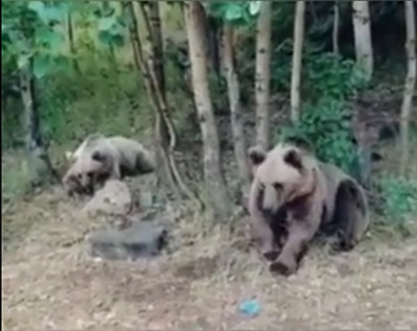 O kampçı sözlerinin devamında ise çadıra gelen ayılardan korkmanıza gerek yok, besleyebilirsiniz dediği anda kaydettiği ayının saldırısına uğradı.