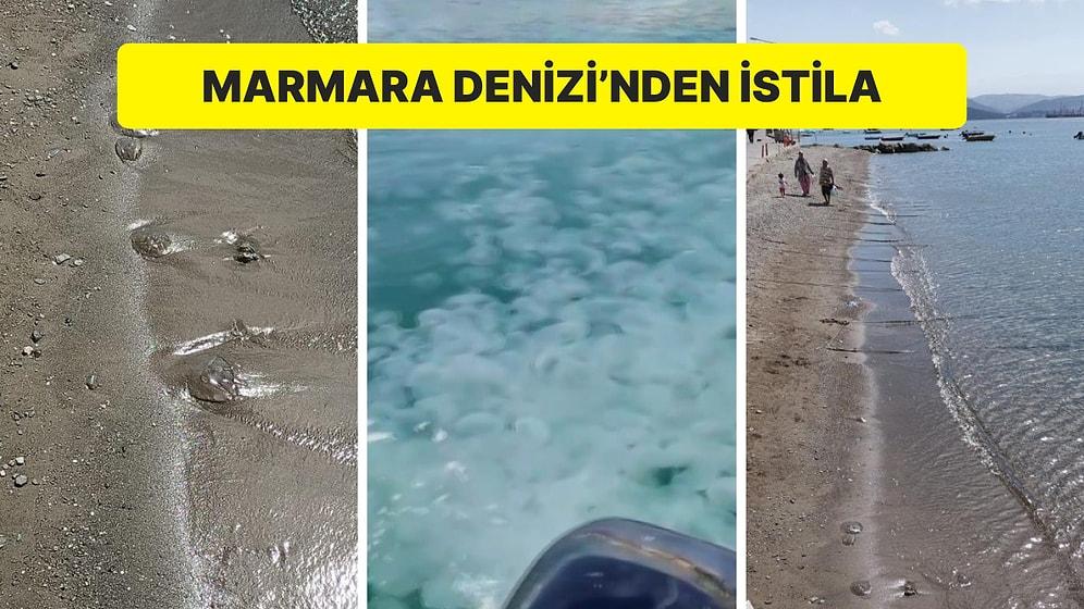 Marmara Denizi’nde Denizanası İstilası: Deniz Yüzeyi Görünmez Oldu