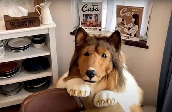 Daha önce binlerce sterline yaptırdığı köpek kostümü giyerek sosyal medyada köpek gibi davrandığı anları paylaşan Toco viral olmuştu.