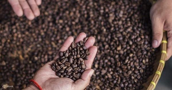 The Civet Coffee Production Process