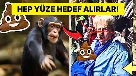 Şempanzeler Neden Gördükleri İnsanlara Dışkılarını Fırlatır?