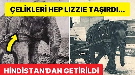 Lizzie İsimli Hintli Fil, Birinci Dünya Savaşı Sırasında Nasıl İngiltere'nin Endüstriyel Maskotu Olmuştu?