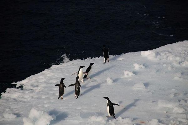 Konu hakkında çalışma yürüten diğer araştırmacılara göre, mevcut düşük deniz buzu seviyesi penguenler, foklar ve diğer Antarktika hayvanlarının yaşam alanlarını tehdit ettiği gibi, ilerleyen süreçte deniz seviyesine yakın şehirleri de etkileyebilir.