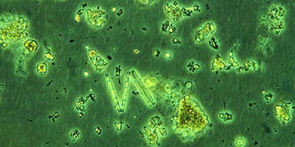 Algler ve planktonlar yüz milyonlarca yıl önce ölüp, denizin dibine battılar, burada birikip katmanlar oluşturdular.