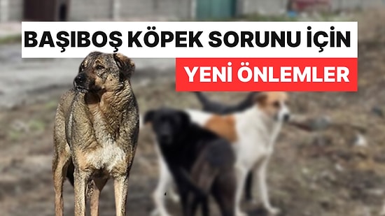 Başıboş Köpek Sorunu İçin Yeni Önlemler: Üç Bakanlık Masaya Oturdu