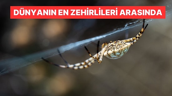 Bir Kez Daha Türkiye’de Görüldü! Dünyanın En Zehirlileri Arasında: Hücreleri Paramparça Ediyor