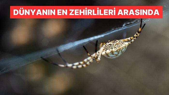 Bir Kez Daha Türkiye’de Görüldü! Dünyanın En Zehirlileri Arasında: Hücreleri Paramparça Ediyor