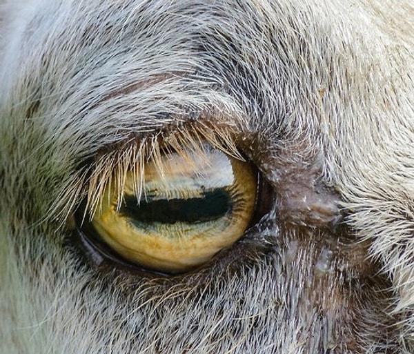 Avlarını pusuya düşüren yırtıcı hayvanların göz bebekleri genellikle dikey yarıklara sahipken, diğer hayvanların avı olan otçulların göz bebekleri genellikle yatay şekilde.