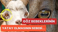 Bilim İnsanları Keçi Gibi Otçul Hayvanların Neden Garip Gözleri Olduğunu Buldu!