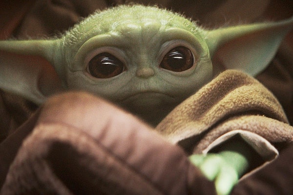 What species is Yoda?