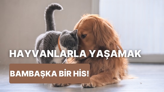 Kedi veya Köpek Sahiplenmenin Hissettireceği 10 Mükemmel His