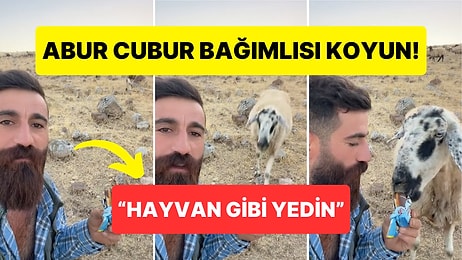 Abur Cubura Bağımlı Gülçin Koyunun Kek Yemeye Koştuğu Anlar Keyfinize Keyif Katacak!