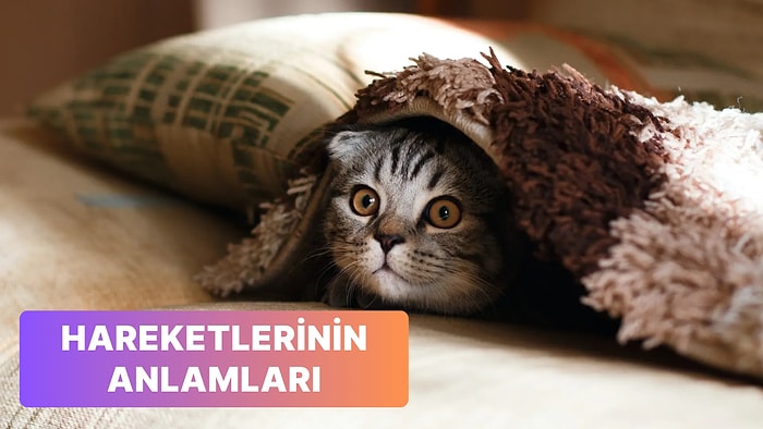 Kedi Dili ve Edebiyatına Giriş 101: Kedilerin Hareketleriyle Size Anlatmak İstediği 10 Şey