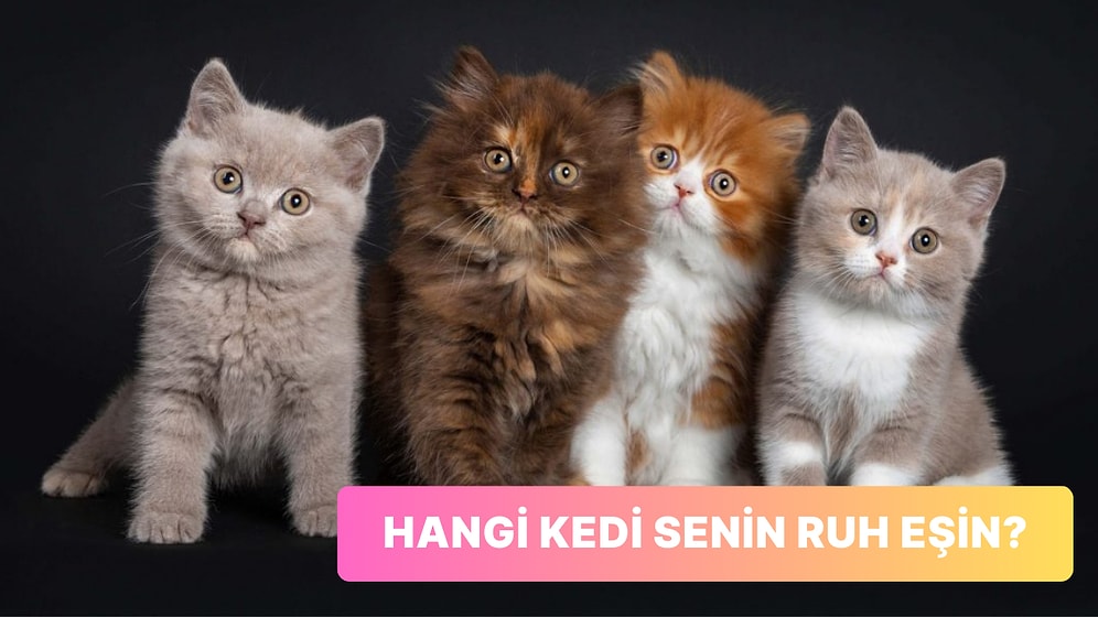 Kedi Türlerinden Hangisi Senin Ruh Eşin?