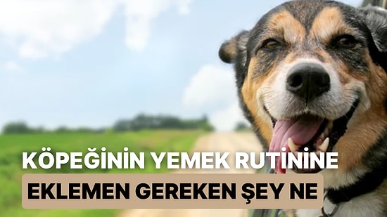 Köpeğinin Yemek Rutinine Eklemen Gereken Şey Ne?