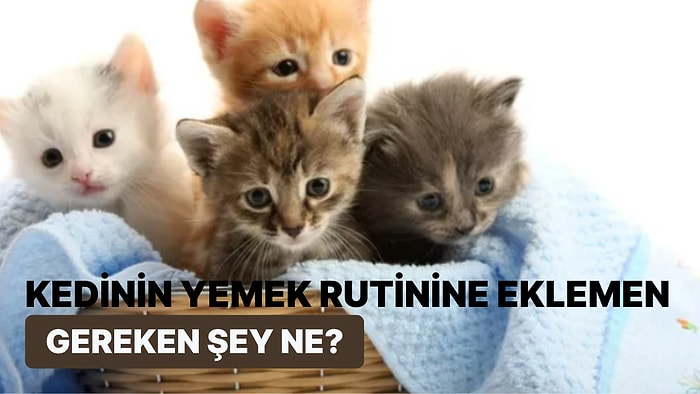 Kedinin Yemek Rutinine Eklemen Gereken Şey Ne?