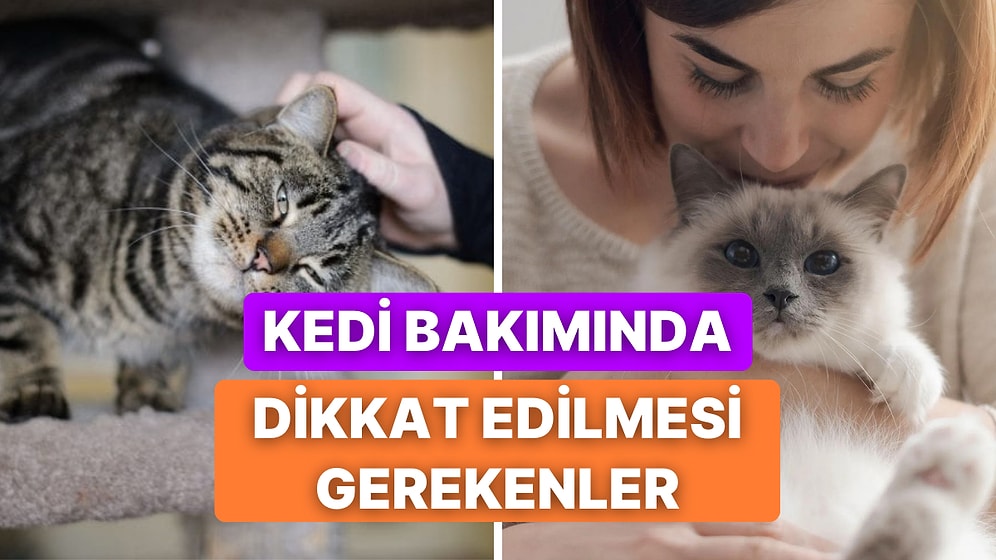 Kedinizin Sağlığı İçin Bakımında Dikkat Etmeniz Gereken 10 Şey