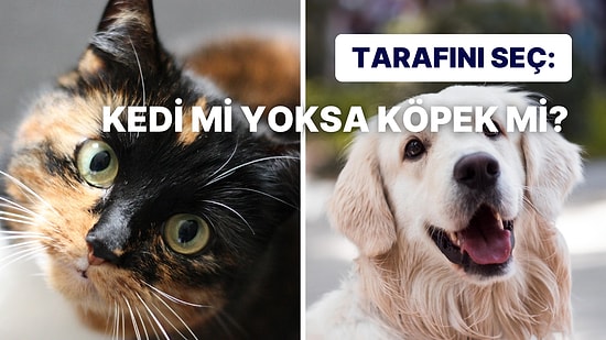 Sen Kedi İnsanı mısın Yoksa Köpek mi?