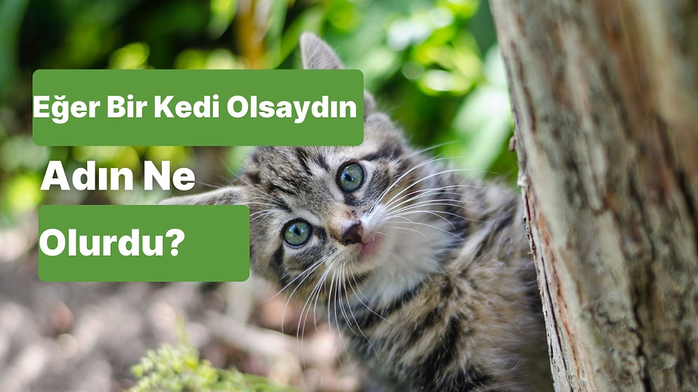 Bir Kedi Olsaydın Adın Ne Olurdu?