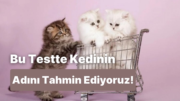 Kedinin Adını Tahmin Ediyoruz!