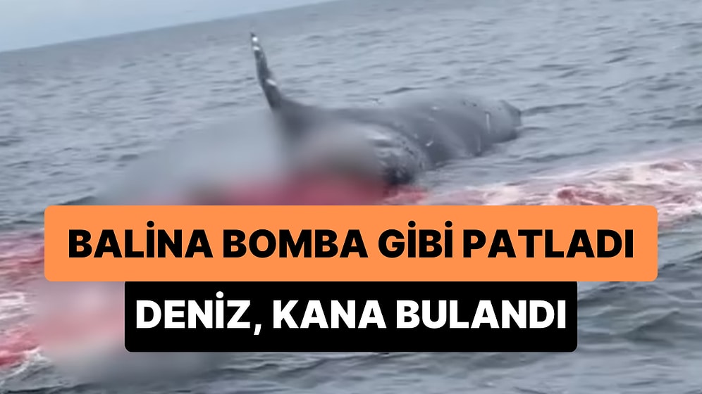 Öldükten Sonra Vücudu Suyun Üzerine Çıkan Balina Bomba Gibi Patladı: Deniz, Kan Gölüne Döndü!