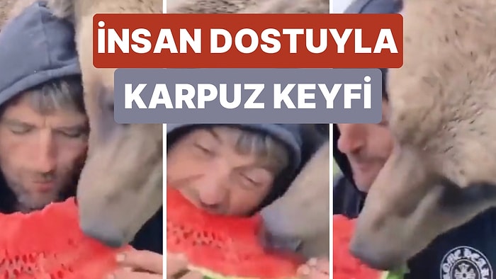 Rusya’da Bir Ayının İnsan Dostuyla Birlikte Karpuz Yediği Anlar Beğeni Topladı