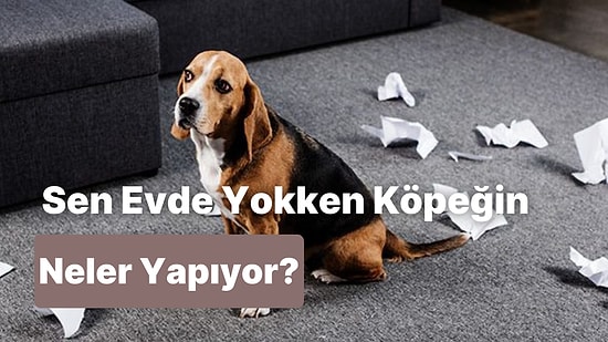 Köpeğinin Sen Evde Yokken Ne Yaptığını Tahmin Ediyoruz!