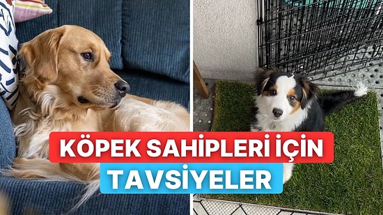 Evde Köpek Besleyenlerin İşini Kolaylaştıracak Naçizane 10 Tavsiyemiz