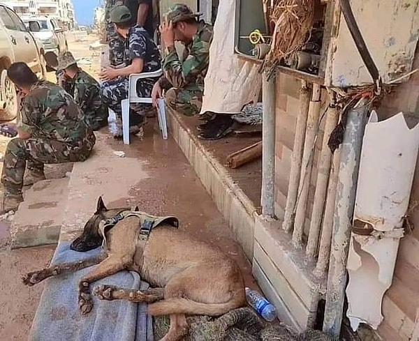 10. Libya'da fırtınanın neden olduğu sellerin ardından enkaz altında kalan otuzdan fazla kişinin bulunmasına yardım eden polis köpeği Evar👇