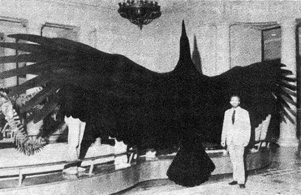 12. Var olduğu bilinen en büyük uçan kuş, Argentavis magnificens👇