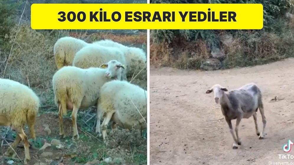 Esrar Tarlasına Giren Koyunlar: 300 Kilo Keneviri Yediler