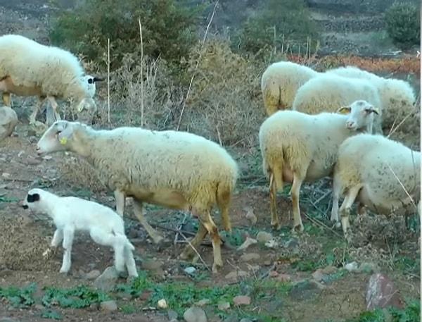 Burunis, "Üretimimizin yüzde 80'ini kuraklık ve sel nedeniyle kaybettik. Elimizde kalanı kurtarmaya çalışırken bir anda seraya koyun ve keçilerin girip normal şekilde otlandığını gördük." ifadesini kullandı.