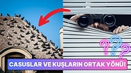 Kuşların Casus Olduğuna Bile İnanmışlar: İnsanlar Neden Kuşların Gerçek Olmadığına İnanmaya Başladı?