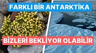 Bilim İnsanları Uyardı: 'Antarktika'da Hızla Açan Çiçekler İyi Şeylerin Habercisi Değil...'