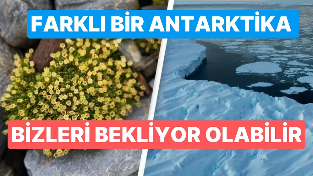 Bilim İnsanları Uyardı: 'Antarktika'da Hızla Açan Çiçekler İyi Şeylerin Habercisi Değil...'