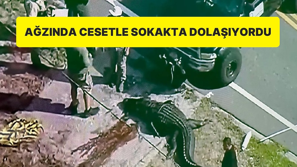 ABD’de Timsah Dehşeti: Ağzında Ceset Bulunan Timsah Öldürüldü