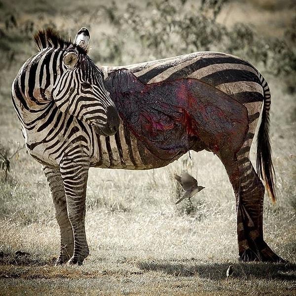 2. Büyük yaralar almış bir zebra: