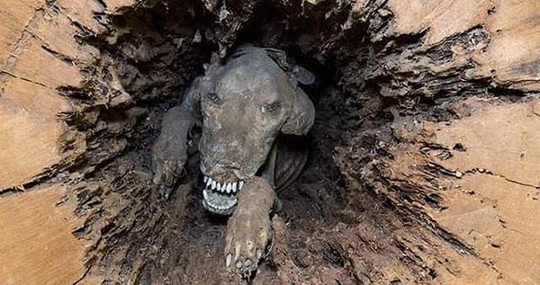 9. 50 yılı aşkın süre bir ağacın içinde sıkışıp kalmış ve mumyalaşmış bir köpek: