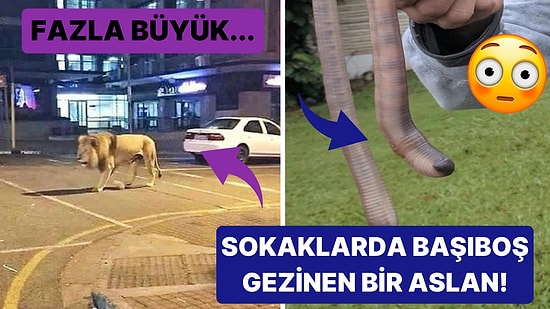 Doğanın Korkutucu Yüzünü İliklerinize Kadar Hissetmenize Sebep Olacak Birbirinden Ürkütücü 15 Yeni Fotoğraf